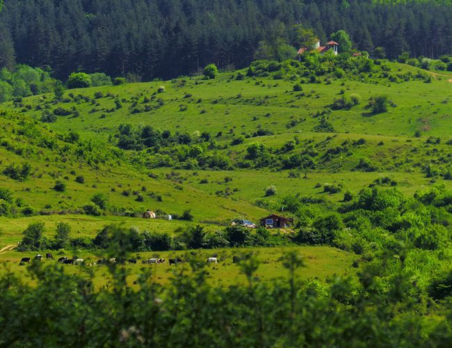 Полски пазачи ще пазят и тази година реколтата по дупнишките села